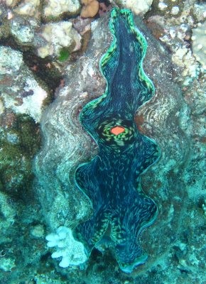 Giant Clam