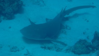 Tawny Nurse Shark