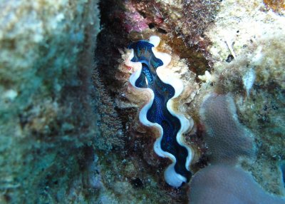 Giant Clam