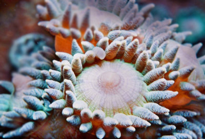 珊瑚蟲2.