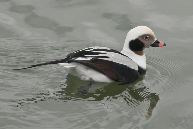 Male Longtail-3