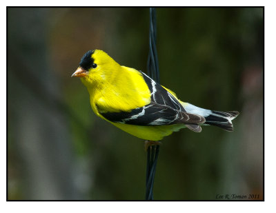 Male Goldfinch-3