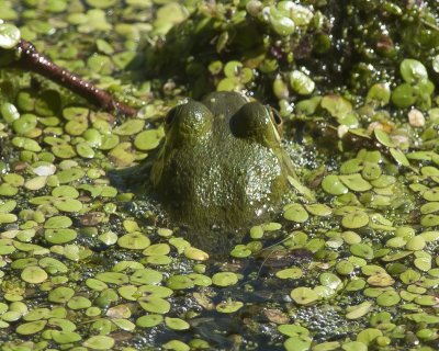 Frog Hiding in Water