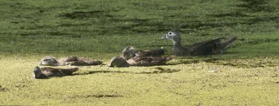 Wood Duck Family in Water-1