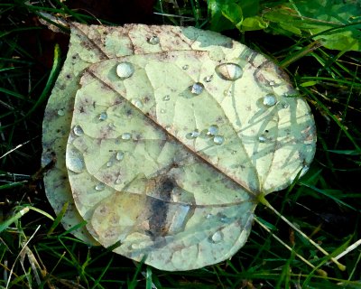 Leaf with Water Droplets-1