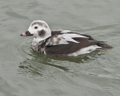 Male Longtail-5