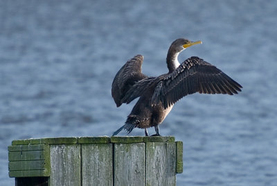 Double-crested Comorant  on Pier