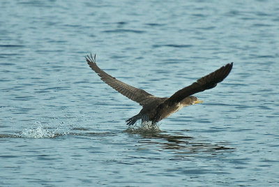 Double-crested Comorant  Taking Off