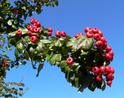 Hawthorne Berries Against The Sky