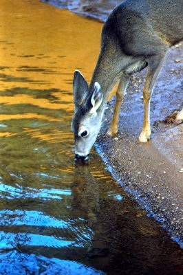 Shasta deer drinking from Lake Shasta
