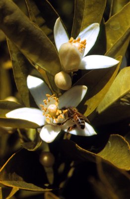 Bee Sipping In Orange Blossom