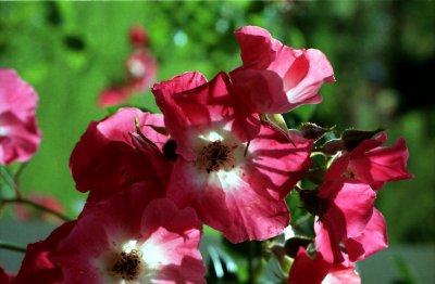 Butchart Red Blossums