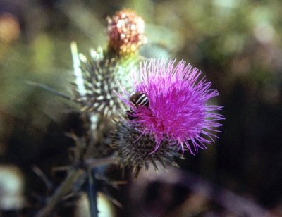 Busy Mountain Bee on Thistle