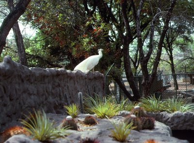 Curacao White Peacock