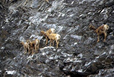 Jasper-Banff Hwy Mountain Goats