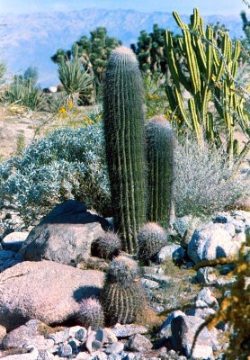 Palm Springs Desert Museum Cactus