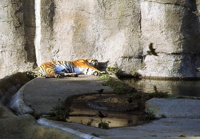 Tiger Naptime