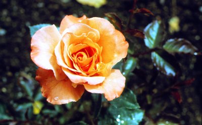 Butchart Gardens Rose with dew