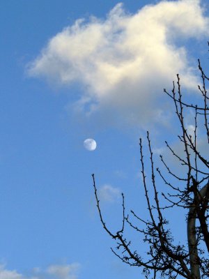 Moon in blue sky aove bare pear tree