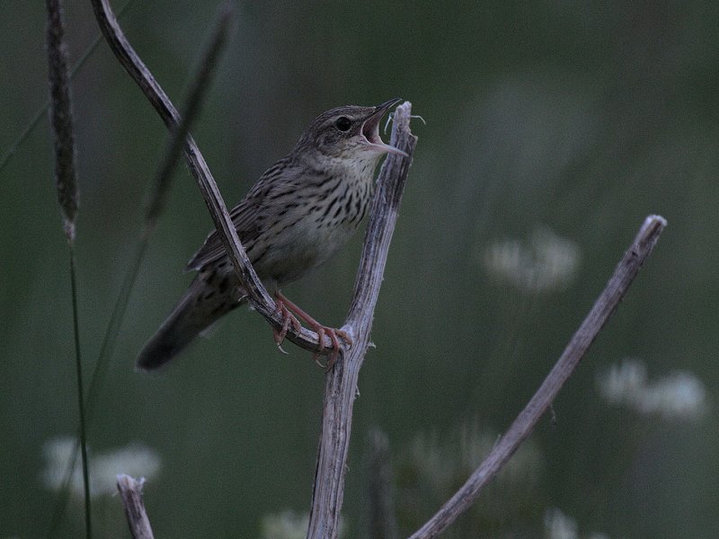 Locustella lanceolata, Lanceolated Warbler, Trsksngare