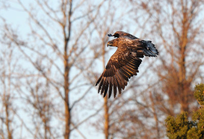 Haliaeetus albicilla, White-tailed Eagle, Havsrn