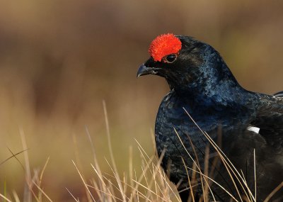 Tetrao tetrix, Black Grouse, Orre