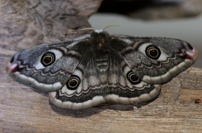 Butterflies. Fjrilar.