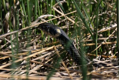 Natrix natrix, Grass Snake, Snok