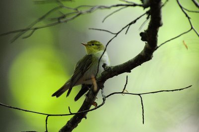 Phylloscopus sibilatrix, Wood Warbler, Grönsångare