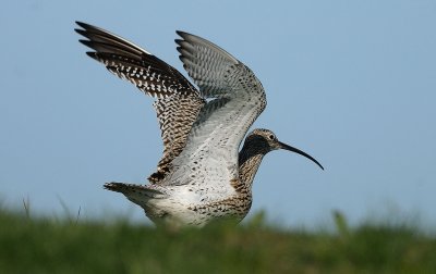 Numenius arquata, Eurasian Curlew, Storspov 