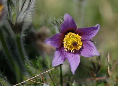 Pulsatilla vulgaris, Backsippa