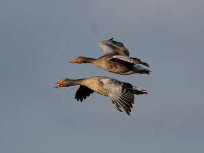 Anser anser, Greylag Goose, Grgs