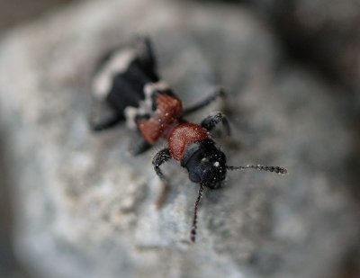 Beetles, Skalbaggar
