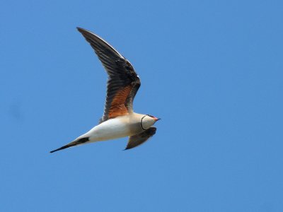 Glareola pratincola, Collared Pratincole, Rdvingad vadarsvala