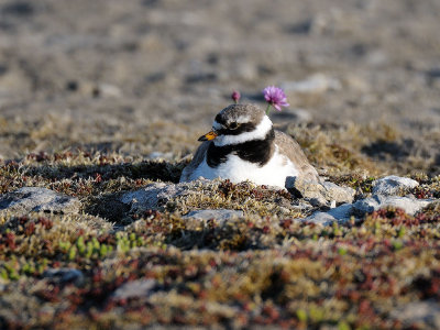 Charadrius hiaticula, Common Ringed Plover, Strre standpipare