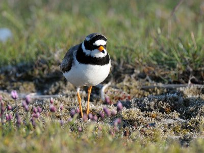 Charadrius hiaticula, Common Ringed Plover, Strre standpipare