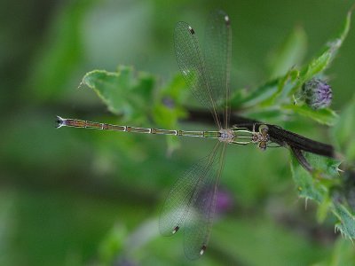 Lestes barbarus, Migrant Spreadwing, Vandrande smaragd flickslnda