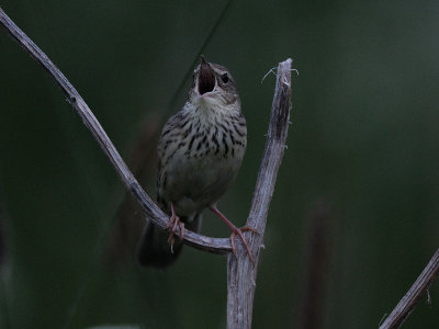 Locustella lanceolata, Lanceolated Warbler, Trsksngare