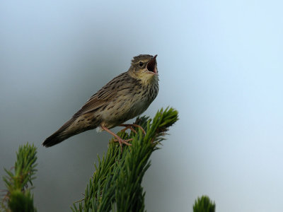 Locustella lanceolata, Lanceolated Warbler, Trsksngare