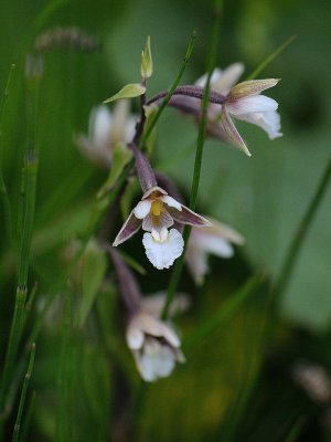 Epipactus paulustris. Kärrkniprot