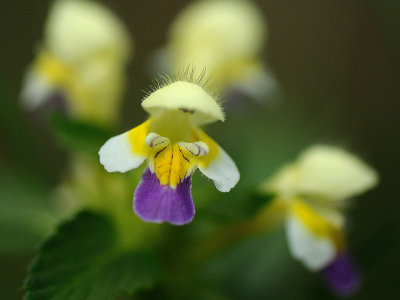 Galeopsis speciosa, Hampdn