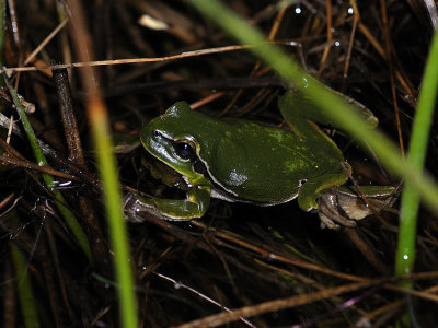 Hyla arborea