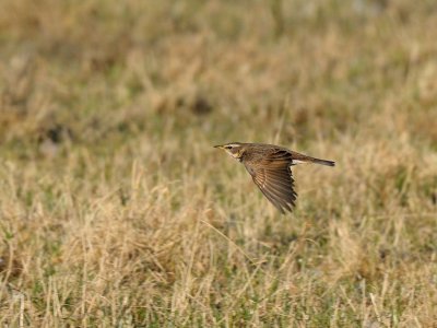 Turdus eunomus, Dusky Thrush, Bruntrast