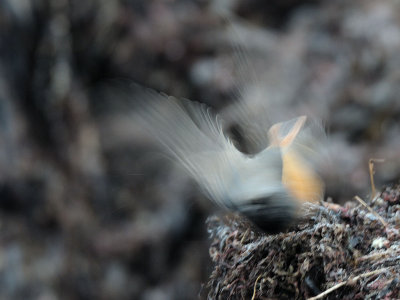 Phoenicurus ochruros phoenicuroides, Black Redstart, Svart rdstjrt