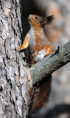 Sciurus vulgaris, Eurasian red squirrel, Ekorre