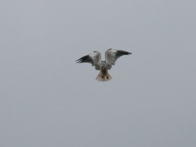 Elanus caeruleus, Black-winged Kite, Svartvingad glada