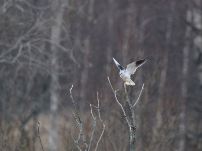 Elanus caeruleus, Black-winged Kite, Svartvingad glada