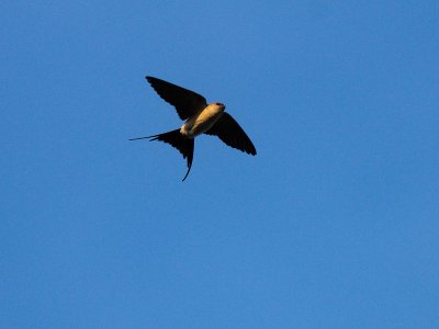Cecropis daurica, Red-rumped Swallow, Rostgumpsvala