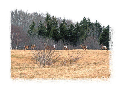 On The Run ~ Ironville, Cape Breton Island