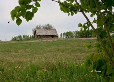 Another Historic Barn ~ Alberta